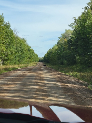 Black Bear sighting near C7VX+4V