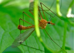 Tipula lunata