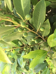 Magnoliopsida