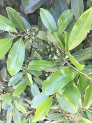 Magnoliopsida