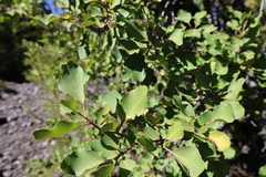 Lomatia hirsuta