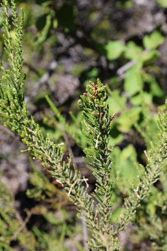 Fabiana imbricata