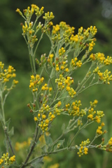 Senecio panduriformis