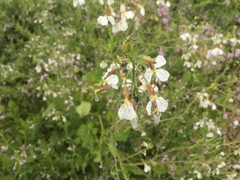 Raphanus raphanistrum raphanistrum