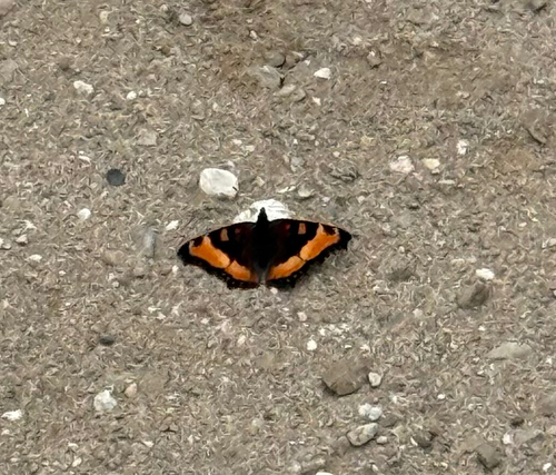 Milbert's Tortoiseshell