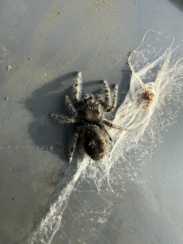 Boreal Tufted Jumping Spider