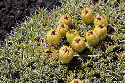 Maihuenia poeppigii, photograph 1