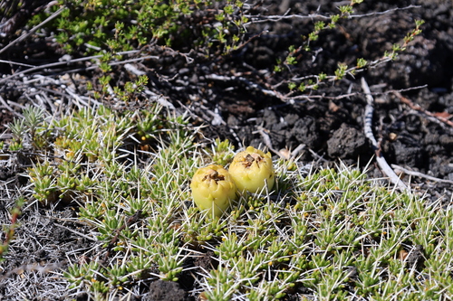 Maihuenia poeppigii, photograph 2