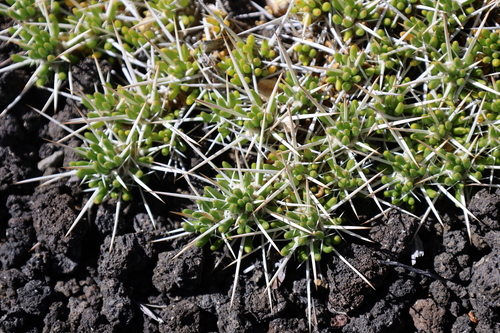 Maihuenia poeppigii, photograph 3