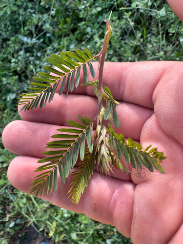 Chamaecrista nictitans observed 2026-09-03