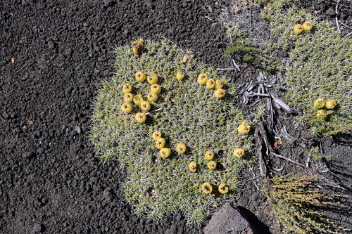 Maihuenia poeppigii