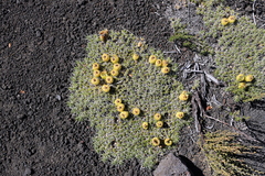 Maihuenia poeppigii