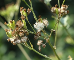 Senecio panduriformis