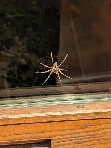 Mediterranean Spiny False Wolf Spider