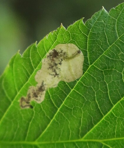Whitefoot Raspberry Mining Sawfly
