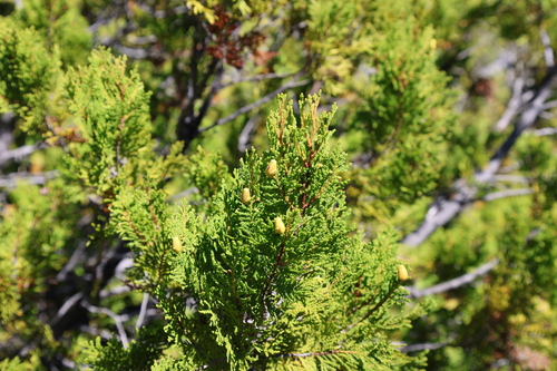Austrocedrus chilensis, photograph 4