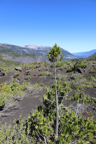 Austrocedrus chilensis, photograph 5