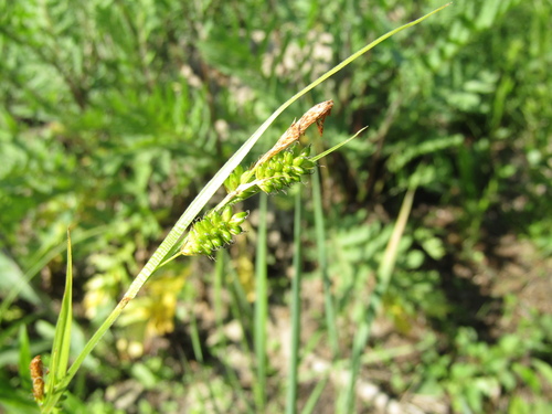 Carex pallescens