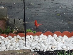 Cardinalis cardinalis