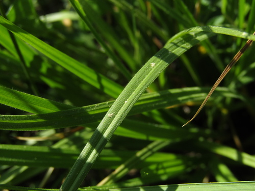 Carex pallescens, photograph 1
