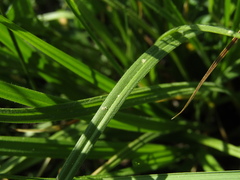 Carex pallescens, photograph (c) Oleksandr Shynder, some rights reserved (CC BY)