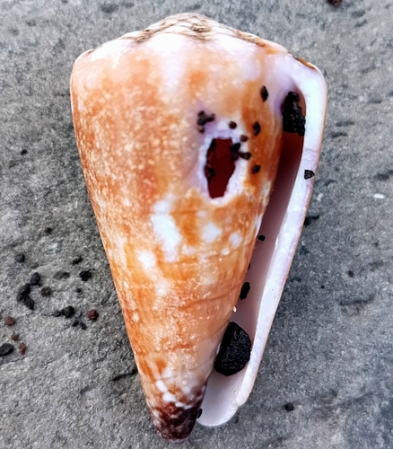 Conus distans observed 2026-09-02