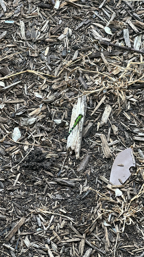 Eastern Pondhawk