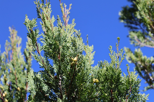 Austrocedrus chilensis, photograph 3