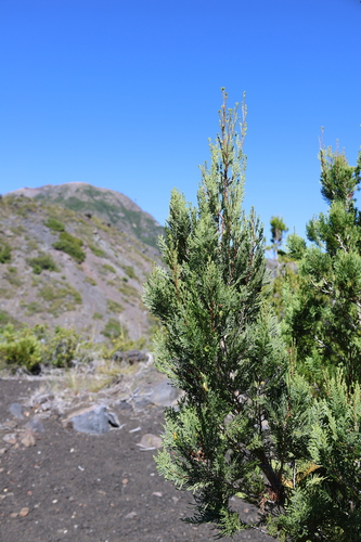 Austrocedrus chilensis, photograph 2