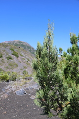 Austrocedrus chilensis, photograph (c) Grzegorz Grzejszczak, some rights reserved (CC BY-SA)