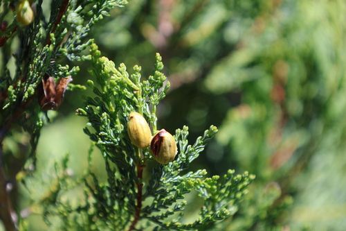 Austrocedrus chilensis