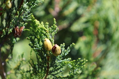 Austrocedrus chilensis