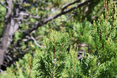 Austrocedrus chilensis, photograph 1