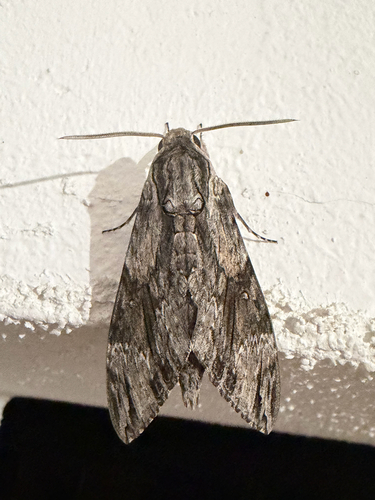 Convolvulus Hawkmoth