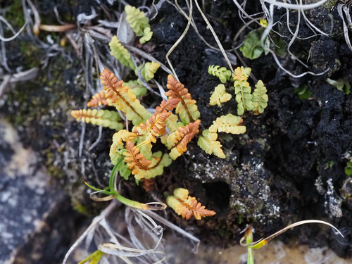 Woodsia glabella observed 2026-08-18