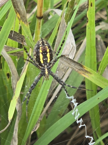 Banded Garden Spider