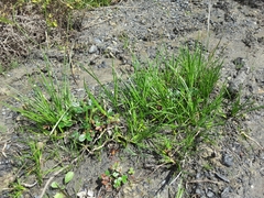 Juncus phaeocephalus