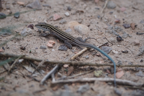 Plateau Striped Whiptail