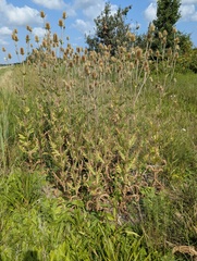 Dipsacus laciniatus, photograph (c) Brad McLeod, some rights reserved (CC BY)