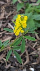 Melilotus altissimus, photograph (c) guywallbanks, some rights reserved (CC BY)