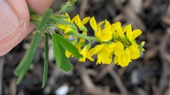 Melilotus altissimus, photograph (c) guywallbanks, some rights reserved (CC BY)