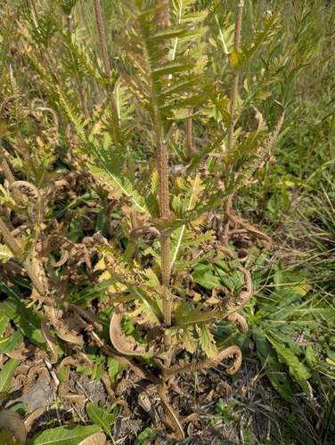 Dipsacus laciniatus, photograph 3