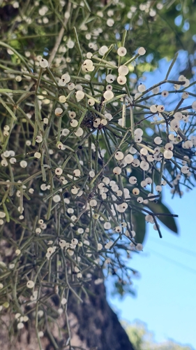Rhipsalis teres, photograph 3