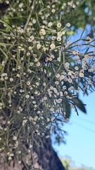 Rhipsalis teres, photograph (c) fmunoz, some rights reserved (CC BY)