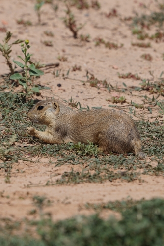 Gunnison's Prairie Dog