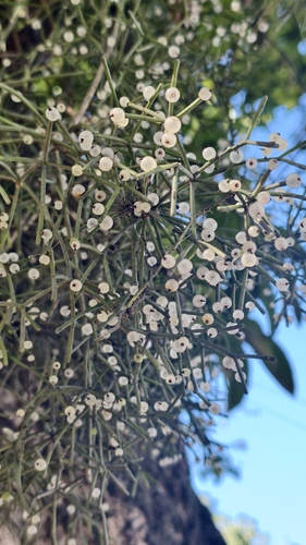 Rhipsalis teres, photograph 4