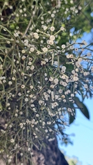 Rhipsalis teres, photograph (c) fmunoz, some rights reserved (CC BY)