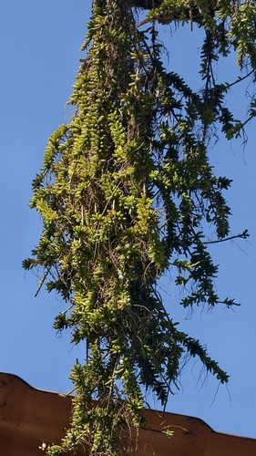 Rhipsalis mesembryanthoides, photograph 5