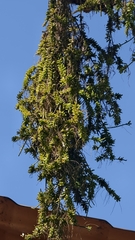 Rhipsalis mesembryanthoides, photograph fmunoz, CC BY, iNaturalist via GBIF