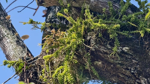 Rhipsalis mesembryanthoides, photograph 6